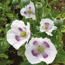 Easy-to-Grow White Poppy Seeds for Vibrant Garden Blooms