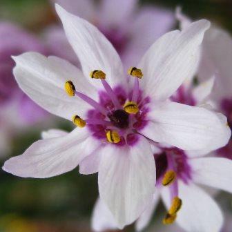 Easy-to-Grow Wurmbea Stricta Seeds for Garden Planting