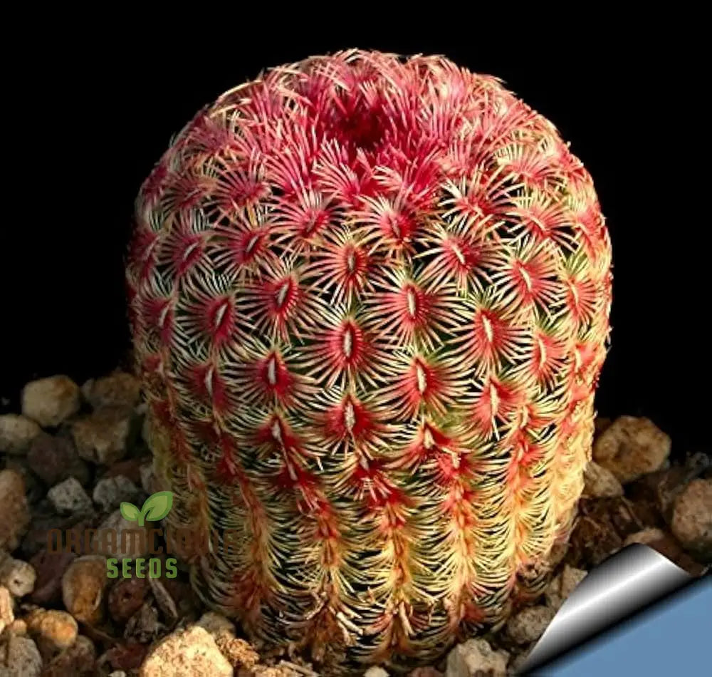Echinocereus Rigidissimus Rubrispinus Cactus Seeds - Planting Guide Included For Exotic Variety