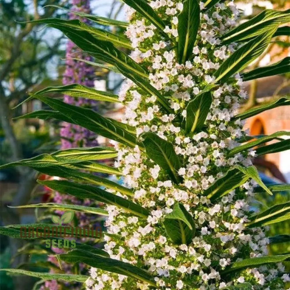Echium Pininana Snow Tower seeds majestic white blooms