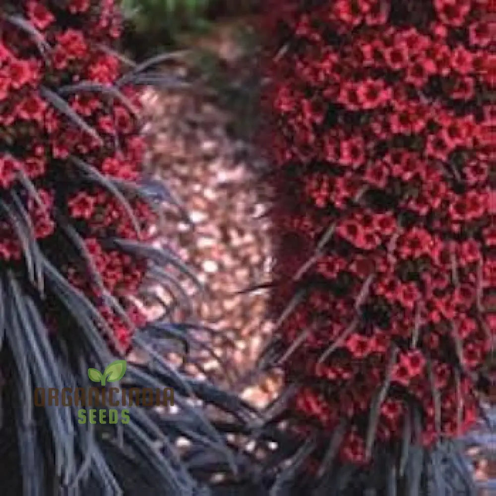 Echium vulgare flower seeds blue wildflower blooms