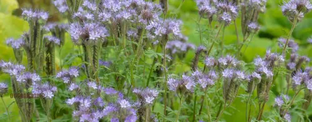 Eco-Friendly Phacelia Tanacetifolia Seeds for Sustainable Gardening