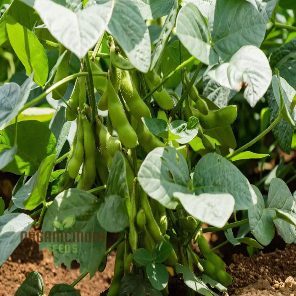 Fresh Edamame Pods from Seeds, Tender and Nutritious Garden Produce