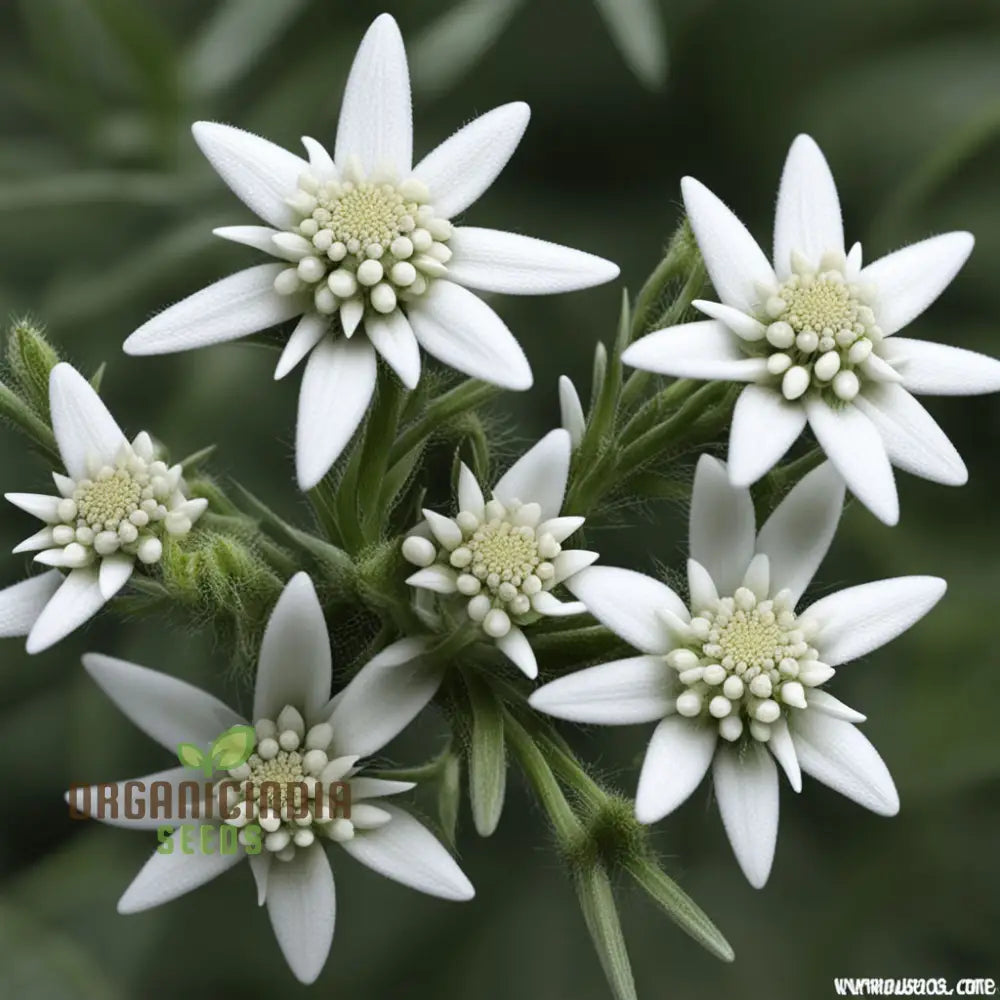 Edelweiss flowers growing in rocky soil