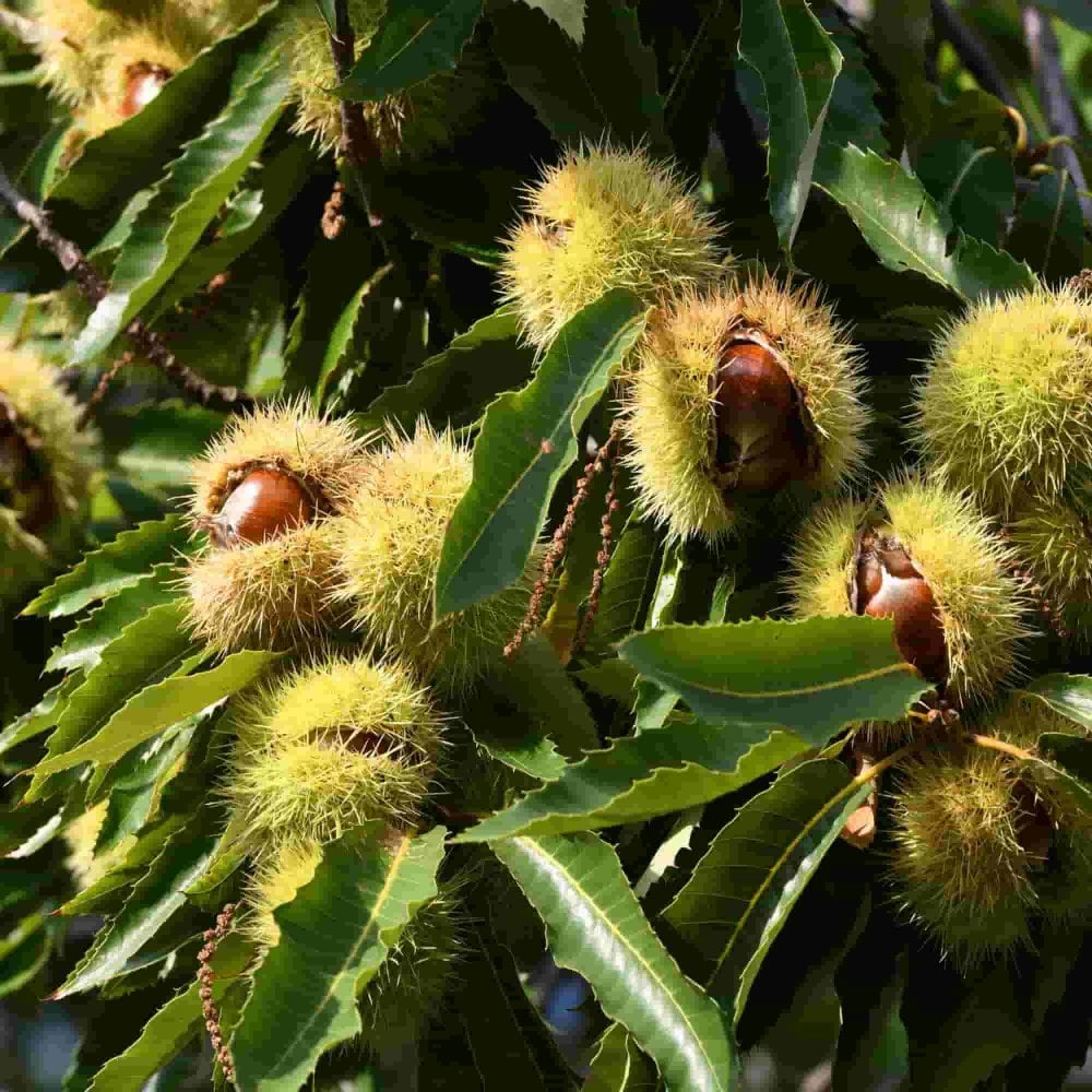 Edible chestnut seeds producing sweet and nutritious nuts