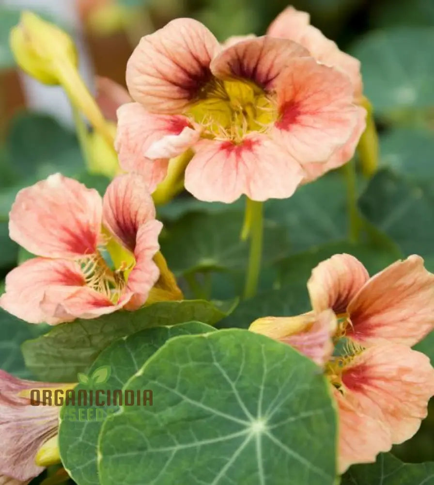 Edible nasturtium flower seeds rose pink blooms