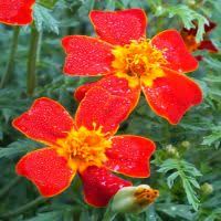 Edible Signet Marigold Seeds for Culinary Garnish and Flower Gardens