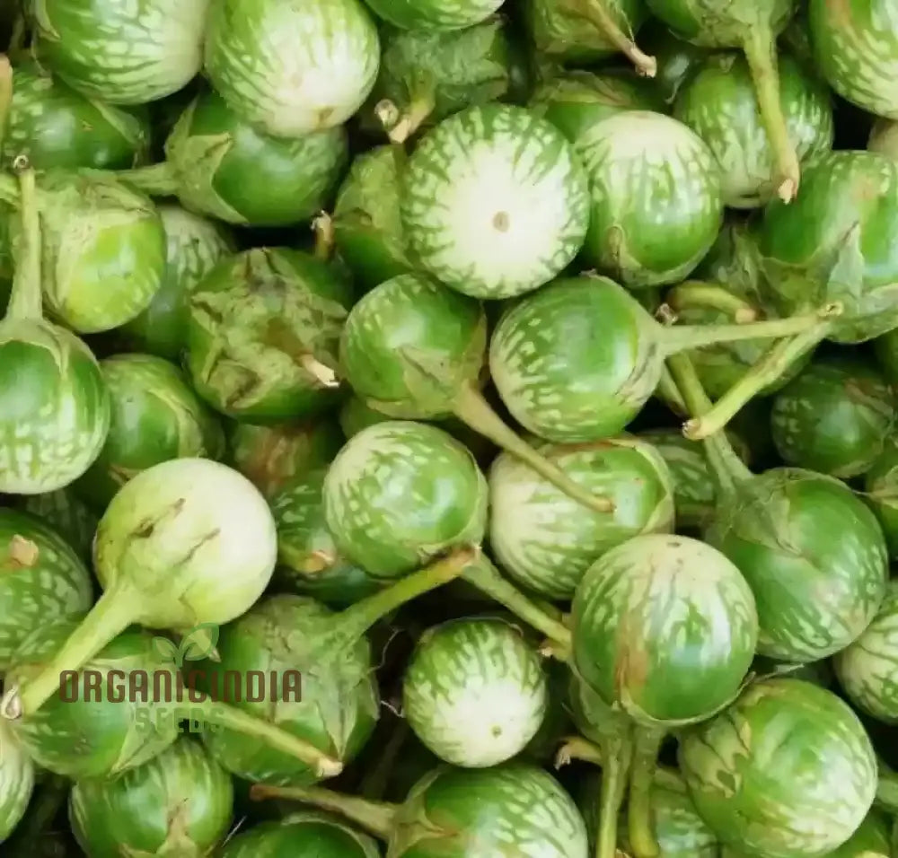 Eggplant - Asian Mini Green F1 Seeds â€“ Elevate Your Gardening With High-Yield Flavorful Harvests!