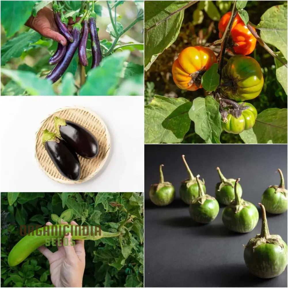 Assorted Eggplant Seeds for Planting, Premium Non-GMO Vegetable Collection