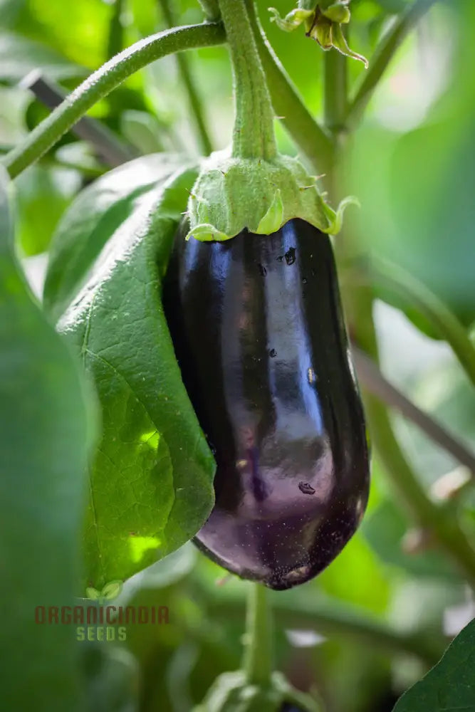 Harvested Bonica F1 Aubergines from Seeds, Tender and Uniform Eggplants