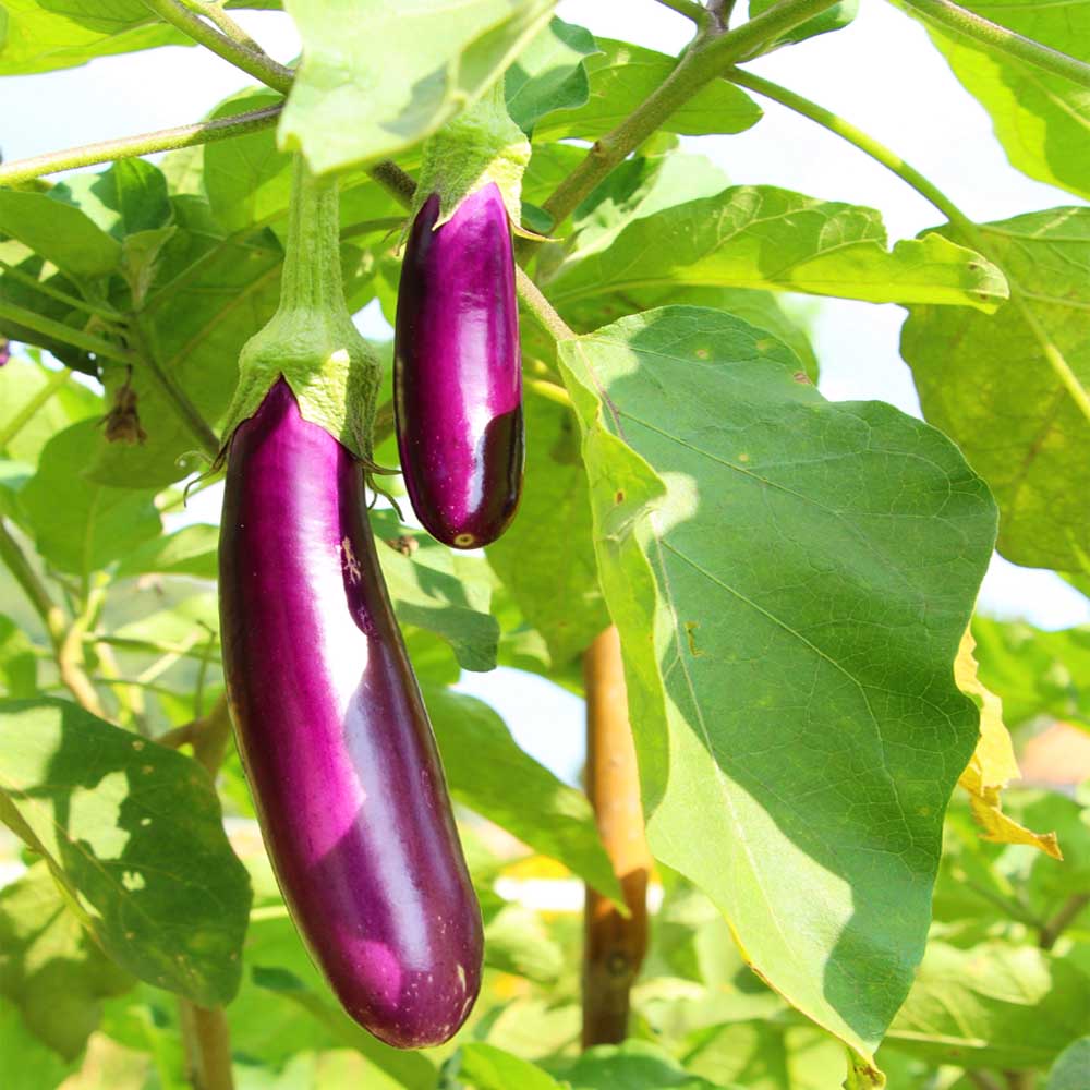 Harvested Long Purple Eggplants from Brinjal Seeds