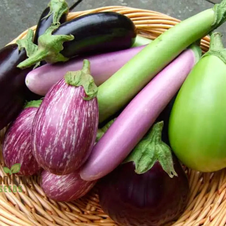 Eggplant Heirloom Mix Seeds for Planting, Colorful Non-GMO Garden Seeds