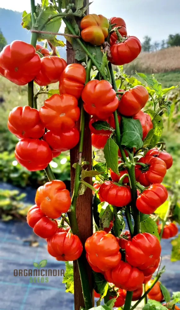 Eggplant - Red Ruffle Seeds â€“ Elevate Your Gardening With Vibrant Flavorful Harvests!