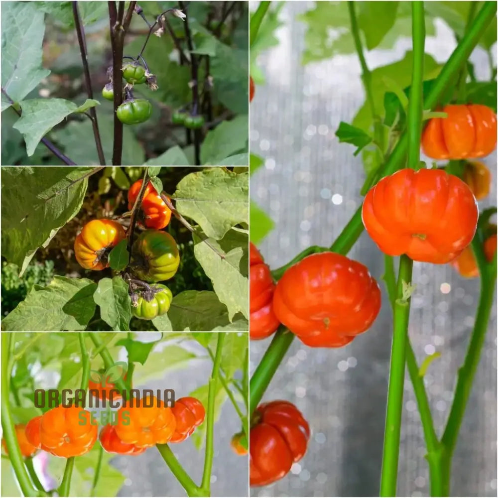 Eggplant - Red Ruffle Seeds â€“ Elevate Your Gardening With Vibrant Flavorful Harvests!