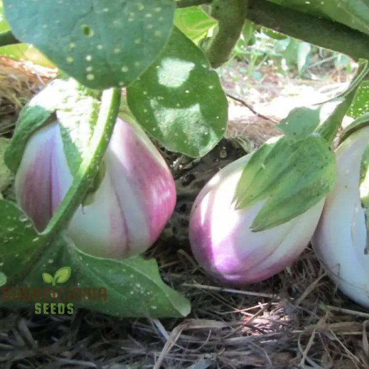 Mature Rosa Bianca Eggplant Plant with Large Fruits