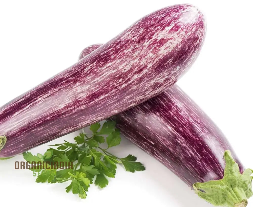 Glossy Tsakoniki Eggplant Fruits from Seeds, Elongated Purple Vegetable