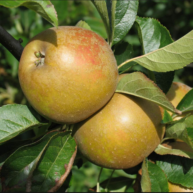 Egremont Russet Apple Seeds for Planting