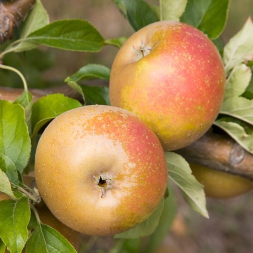 Egremont Russet Apple Seedlings Growing in Pots