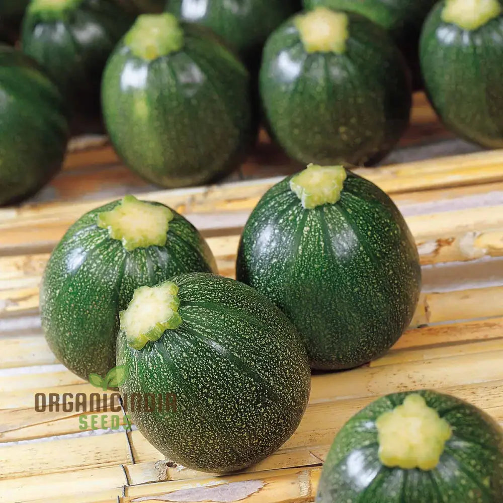 Mature Eight Ball F1 Courgette Plant from Seeds, High-Yield Garden Variety