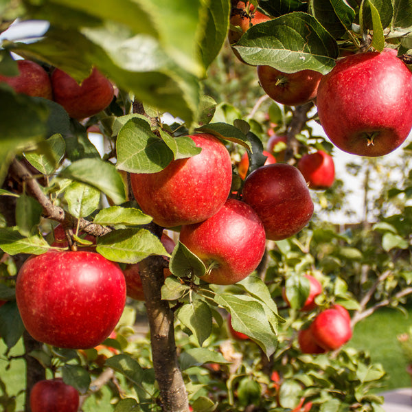 Healthy Ein Shemer Apple Tree in Home Garden