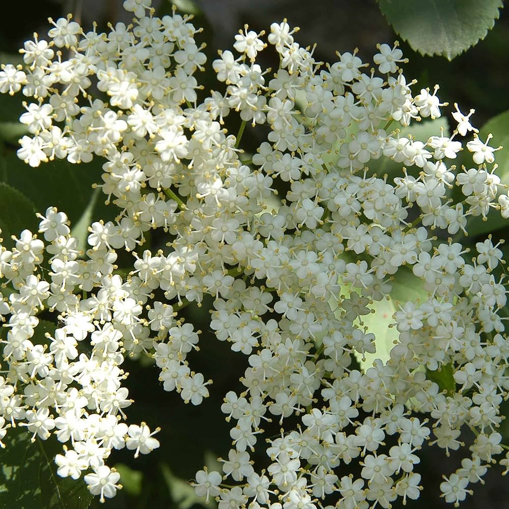 Elderberry shrubs growing in outdoor garden