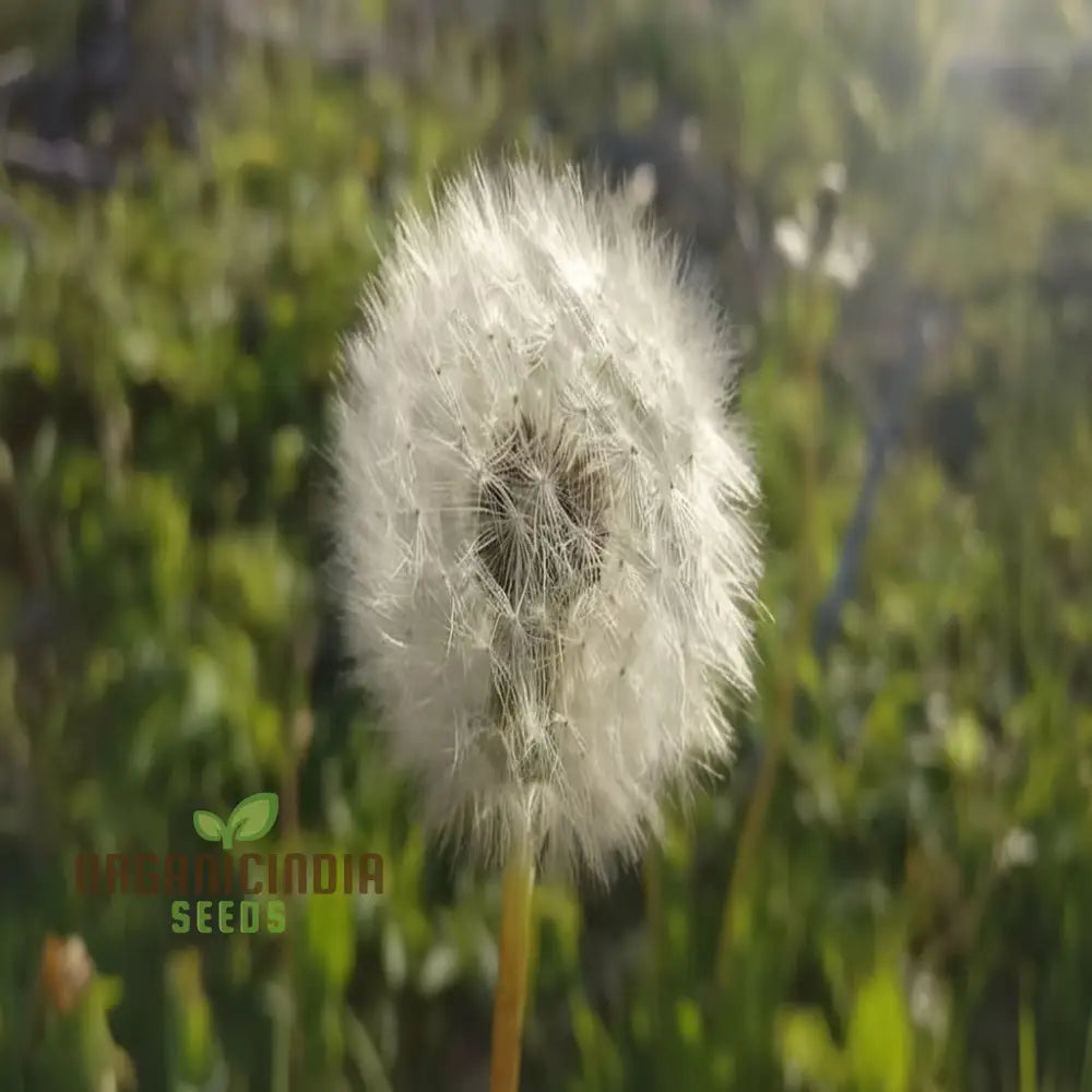 Elegant Dente Di Leone Flower Seeds for Colorful Gardens