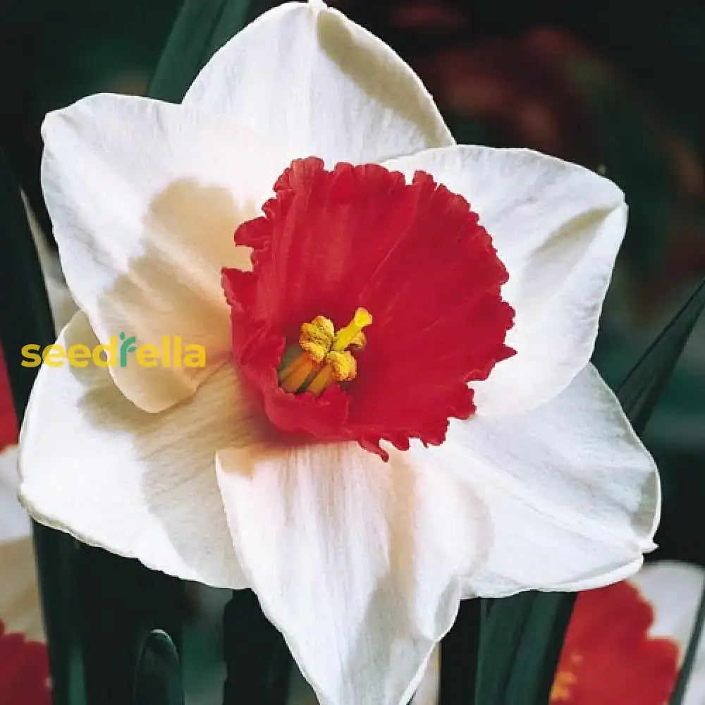 Elegant Narcissus White Red Seeds for Garden Planting