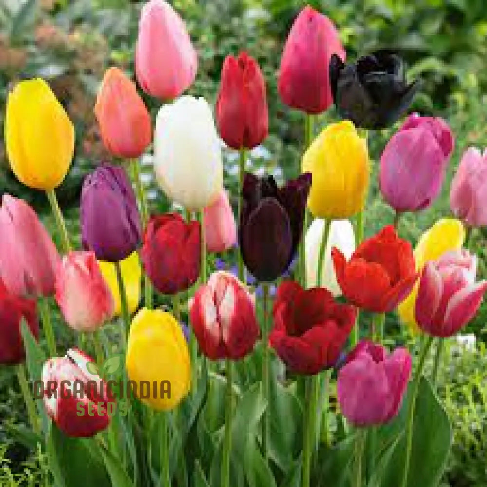 Elegant Tulip Flower Seeds for Home Gardening