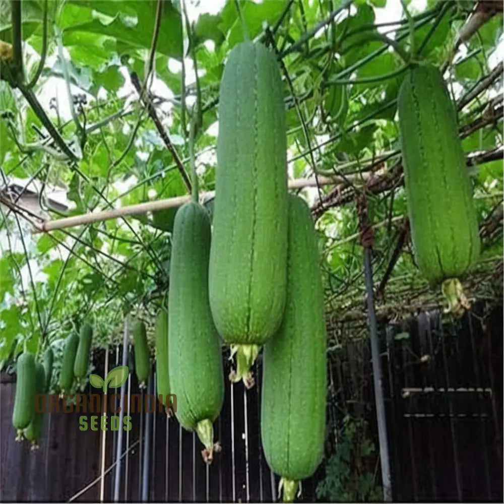 Luffa Plant Growing on Trellis from Seeds, Vertical Garden Vegetable