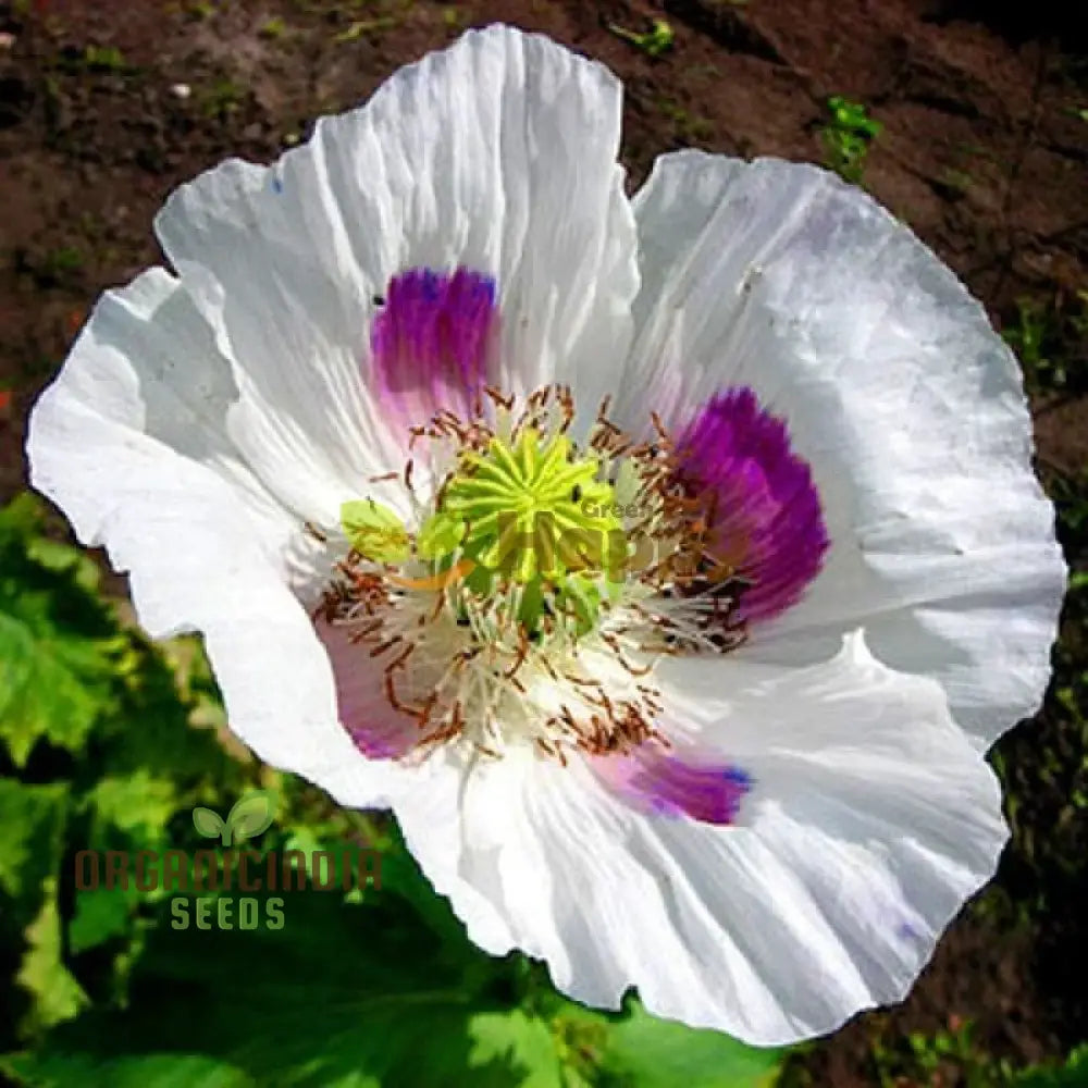 Elka White Poppy Flower Seeds for Elegant Garden Planting