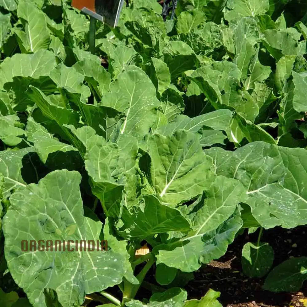 Mature Ellen Felton Dark Plant with Dark, Flavorful Vegetables