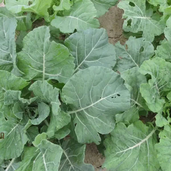 Ellen Felton Dark Vegetable Seeds for Home Gardening, Premium Variety