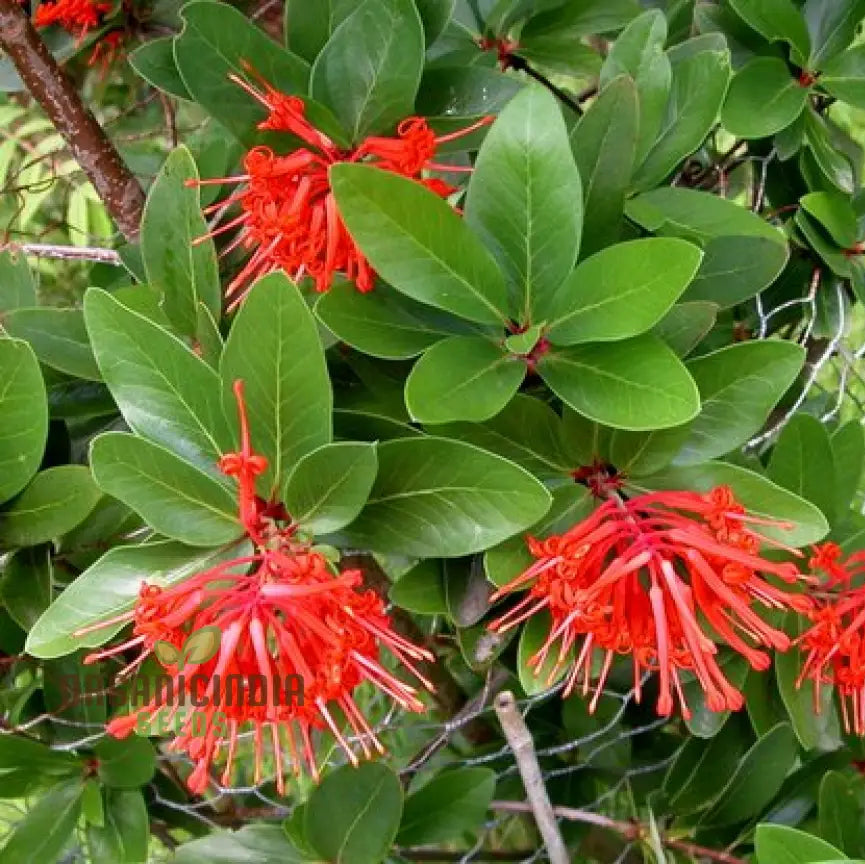 Embothrium Coccineum seedlings growing in pots