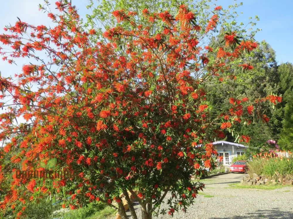 Embothrium seeds plant growth stage in garden