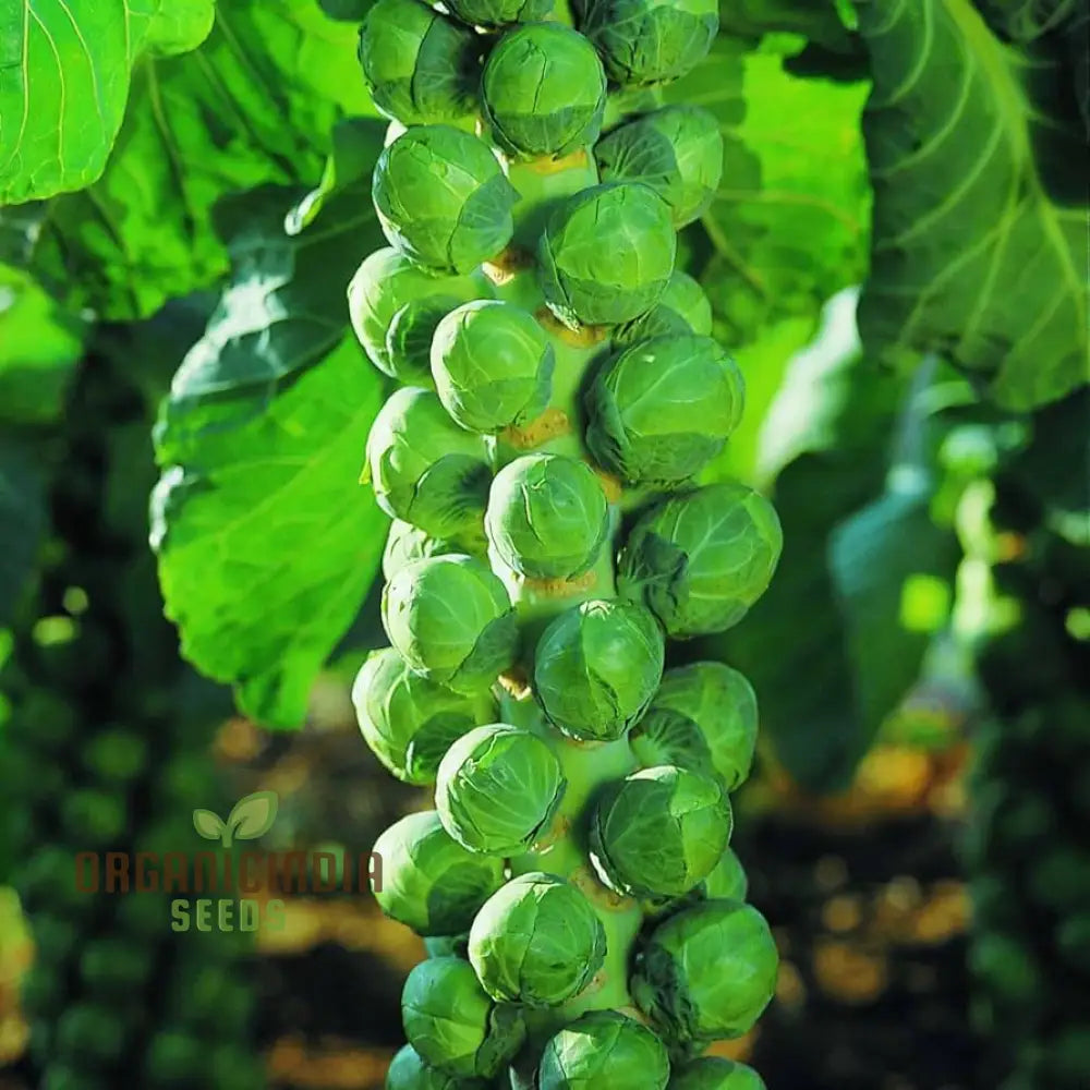 Embrace Natureâ€™s Bounty - Cultivate Tender Cabbage Sprouts From Seed To Plate Leafy Greens