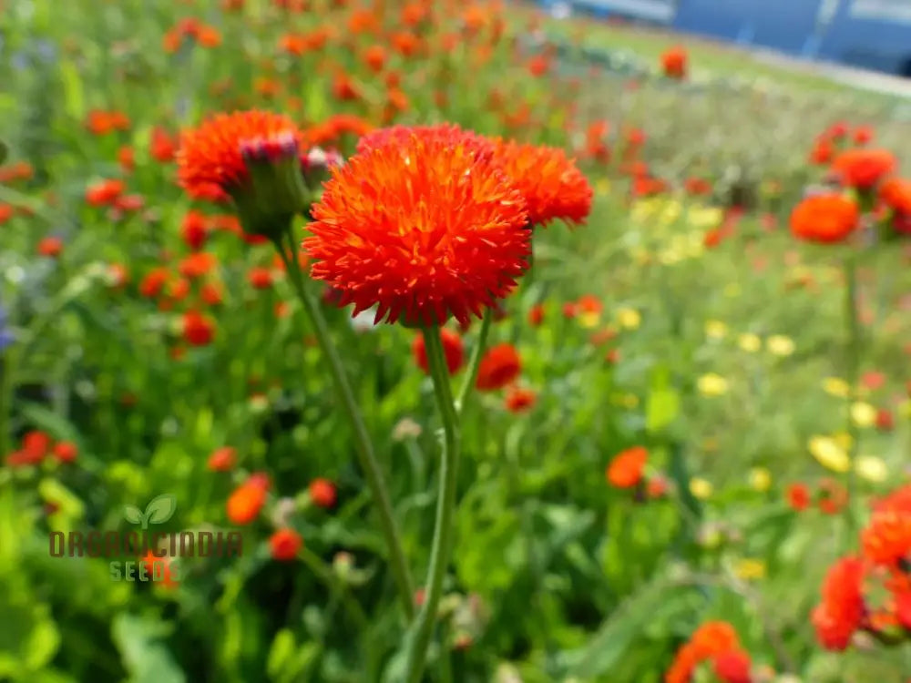 Emilia Sonchifolia â€™Scarlet Magicâ€™ Flower Seeds For Planting Adding Vibrant Color To Your Garden