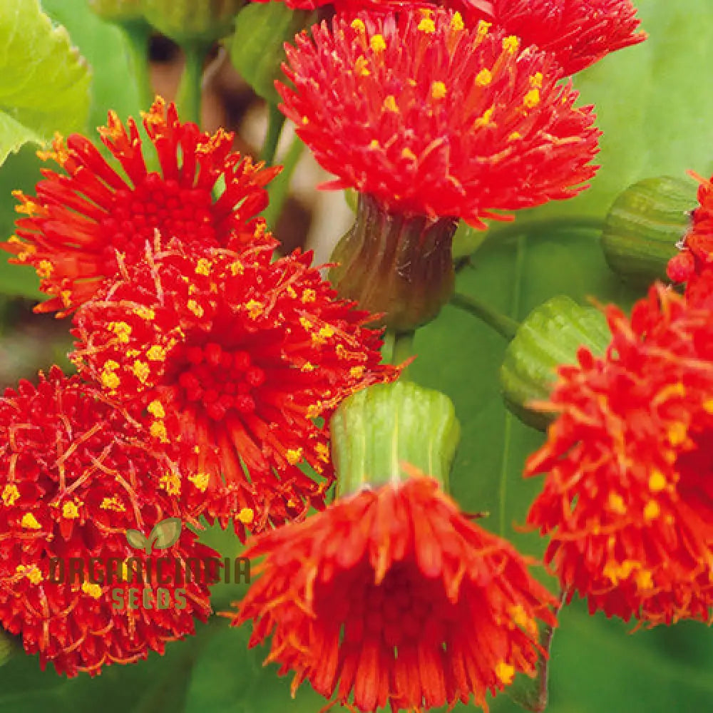 Emilia Sonchifolia â€™Scarlet Magicâ€™ Flower Seeds For Planting Adding Vibrant Color To Your Garden