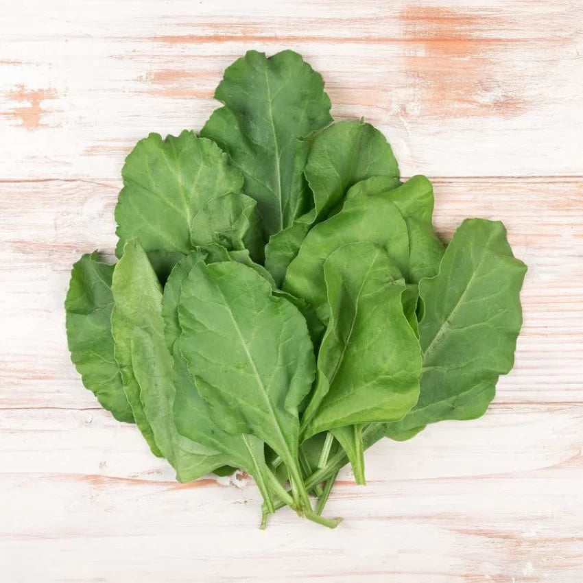 Spinach Seedling from Emperor Seeds, Easy-to-Grow Leafy Greens