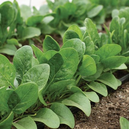Emperor Spinach Seeds for Planting, Heirloom High-Yield Variety