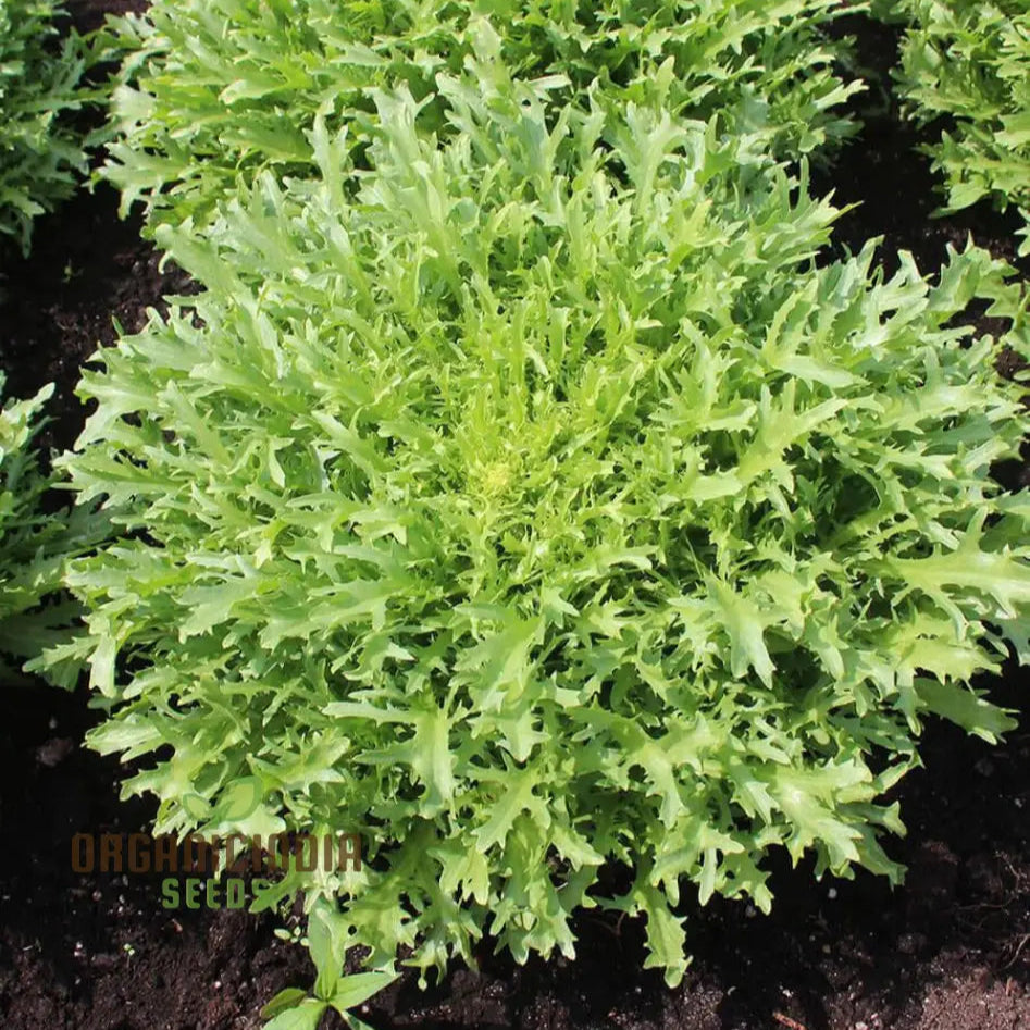 Endive Plant Growing in Container, Home Garden Vegetable Seeds