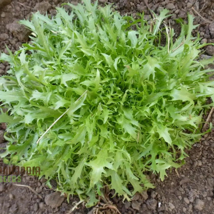 Fine Maraîchère Endive Seeds for Home Gardening, Heirloom Vegetable Seeds