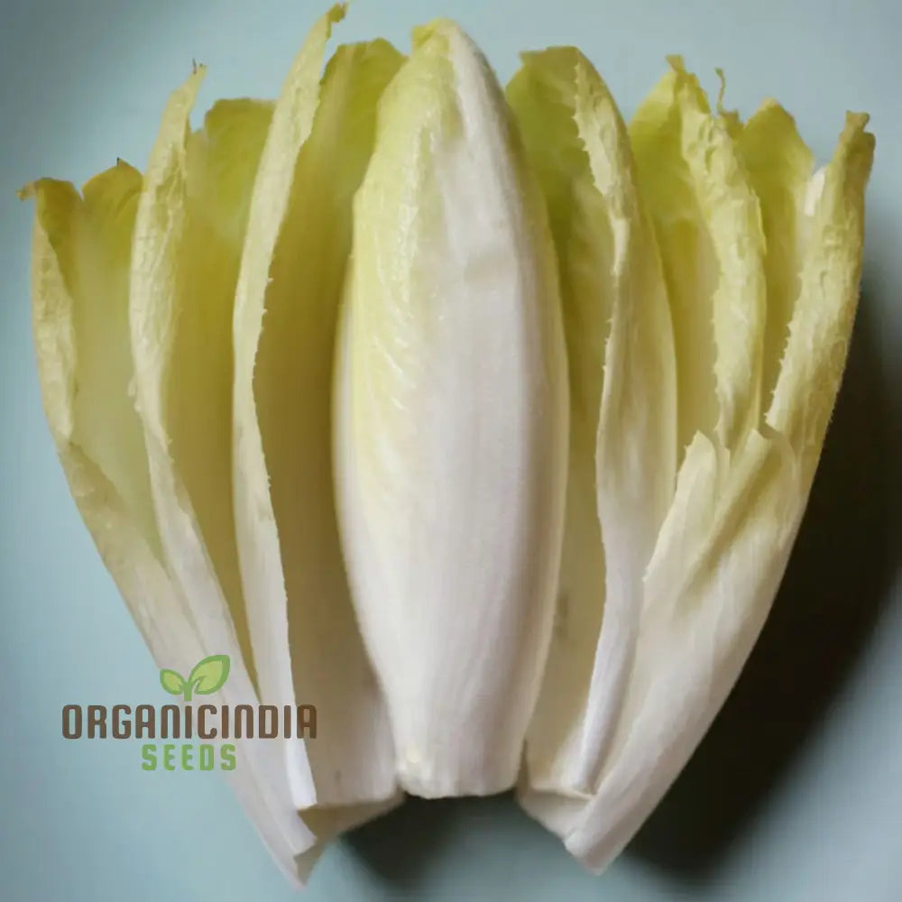 Mature White Endive Plant from Seeds, Fresh Salad Leaves