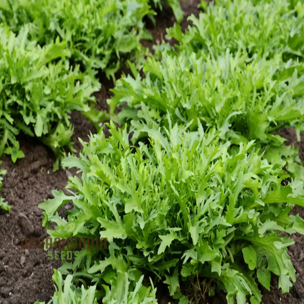 Endive White Seeds for Planting, Crisp Salad Greens