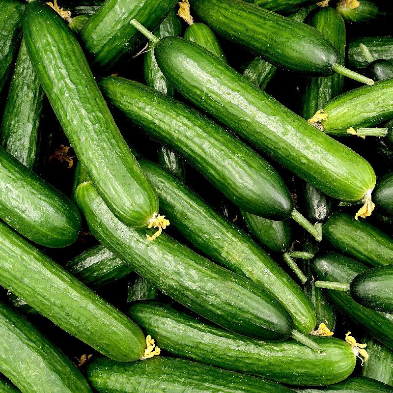 English Cucumber Seeds for Planting – Non-GMO Burpless Variety