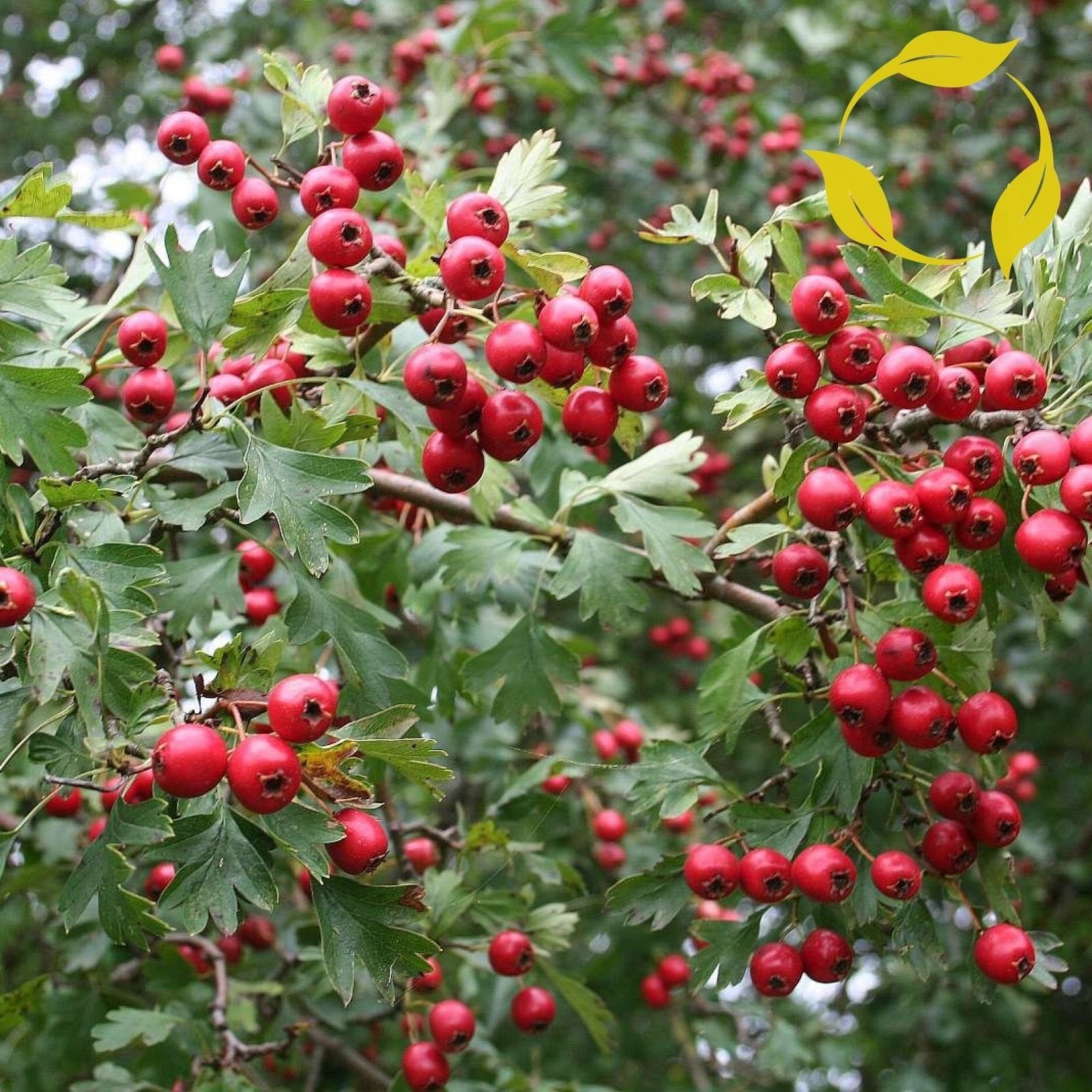 English Hawthorn Seeds Non-GMO for Planting