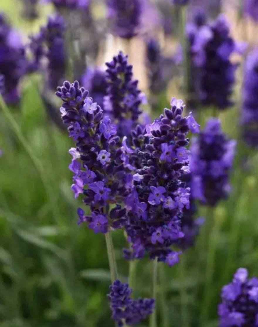English lavender seeds fragrant purple blooms for gardens