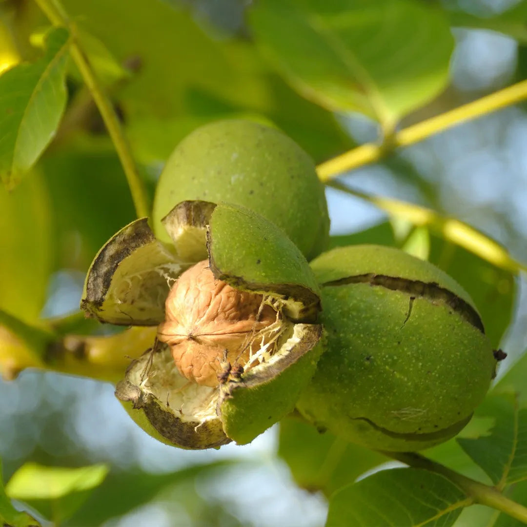 English Walnut Seeds (Juglans regia) for Planting