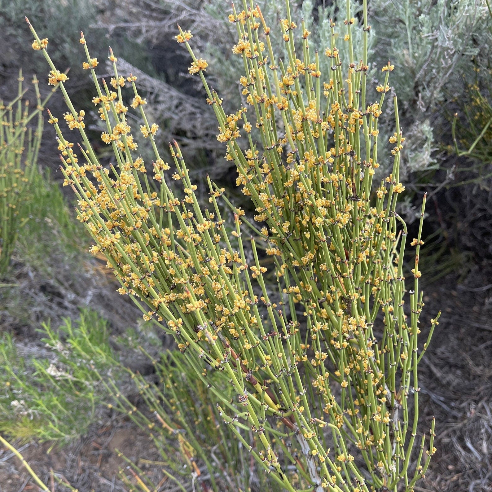 Ephedra Sinica Plant Growing Tips Drought-Tolerant Shrub