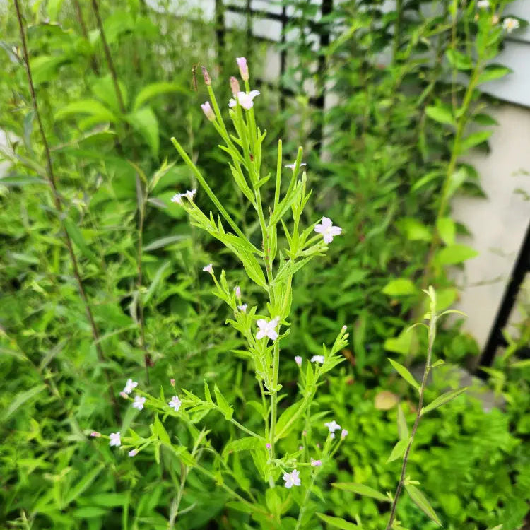 Epilobium Crassum seeds growing into healthy seedlings
