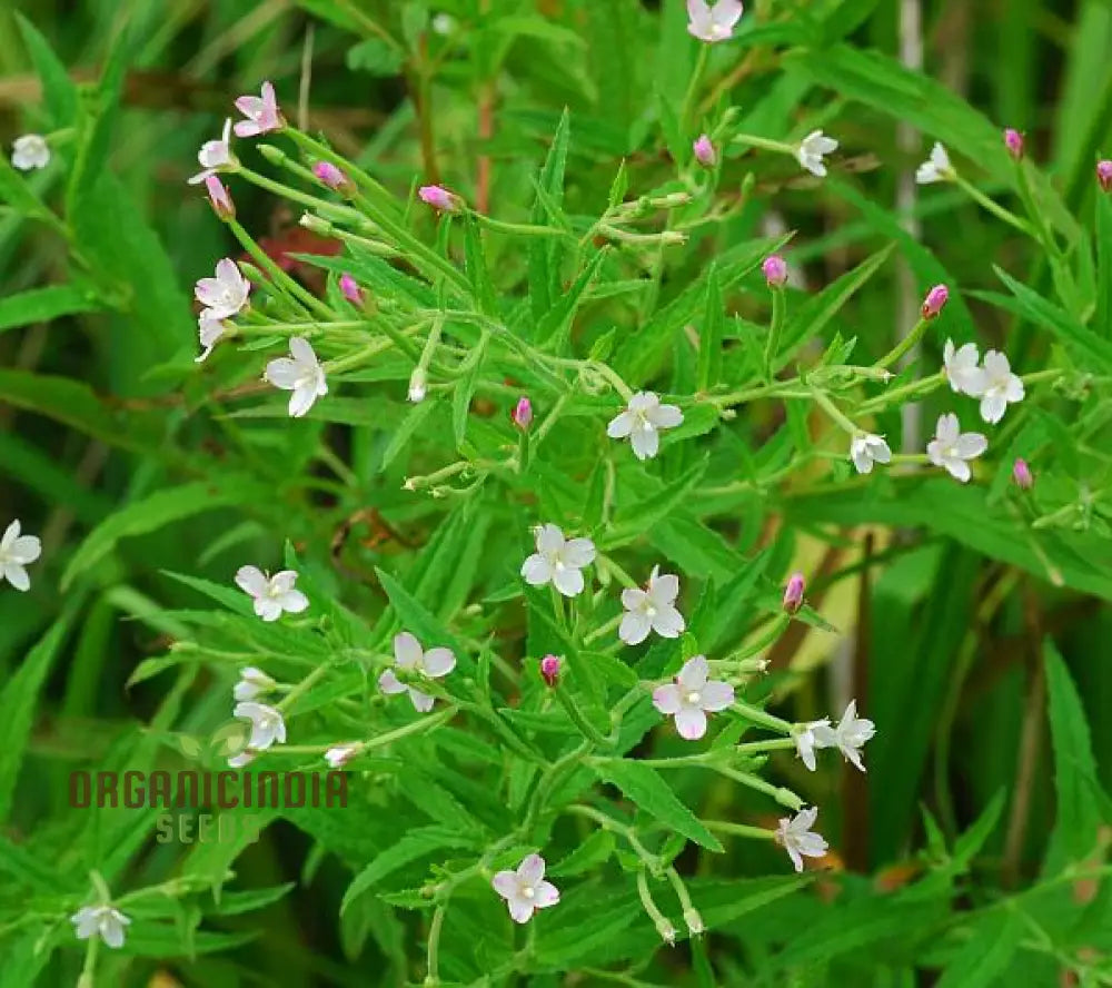 Epilobium seeds plant growth stages in outdoor garden